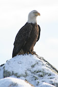 Adak Eagle