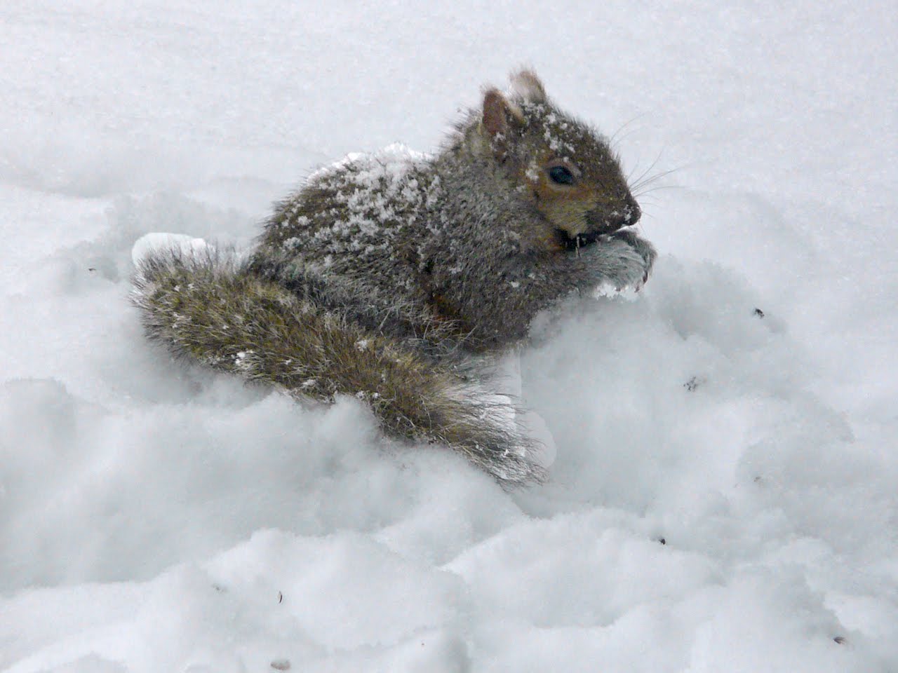 Free Press Photo News Squirrel winter forage for food Wayne Comstock