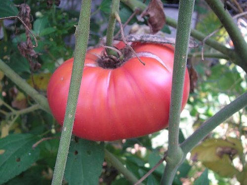 [tomato.jpg]