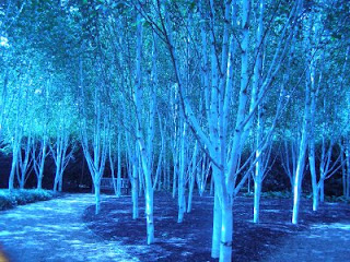 Some blue trees