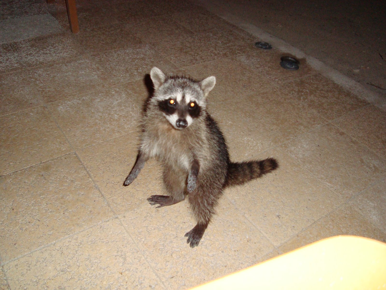 [DSC00486.JPG]