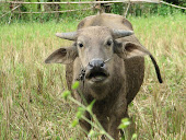 Sinanggalutu buffalo