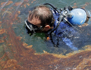 British Petroleum, BP, desastre ecológico, golfo do México, poluição