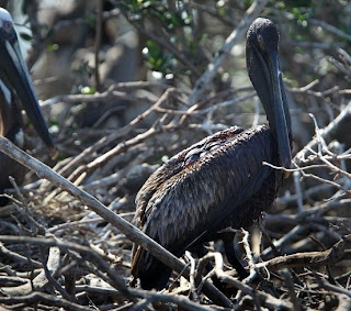 British Petroleum, BP, desastre ecológico, golfo do México, poluição