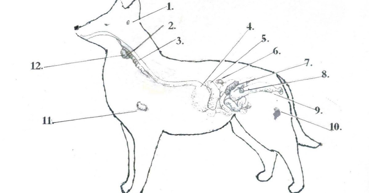 Doggy Zen Den Learn why we should Thump the Thymus