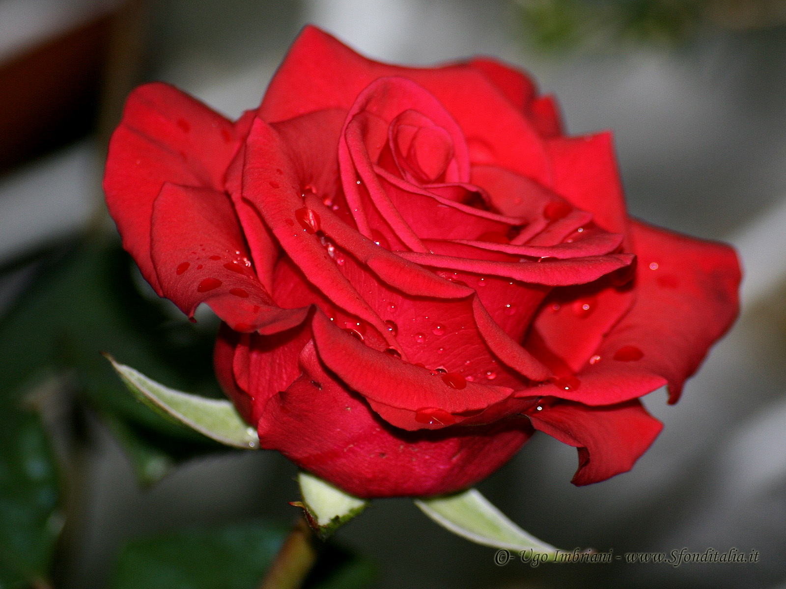Rose Rosse Foto