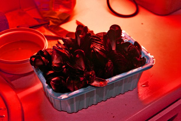 [IMG_0005ared+NET.jpg]