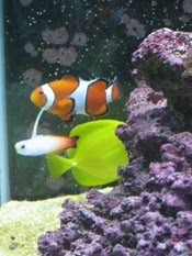 Saltwater Aquarium