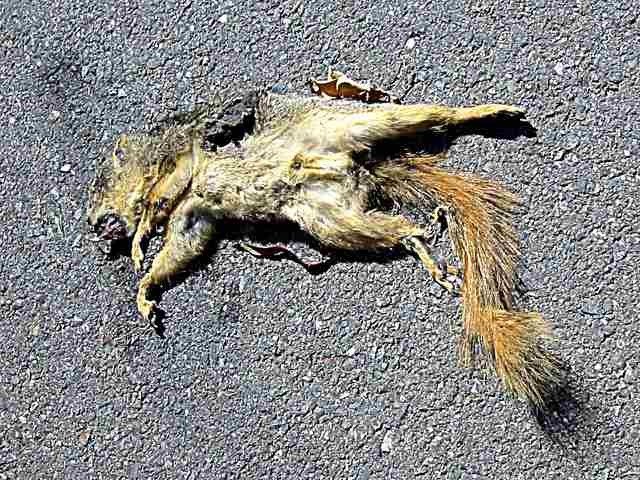 [Dead+Squirrel+2.jpg]