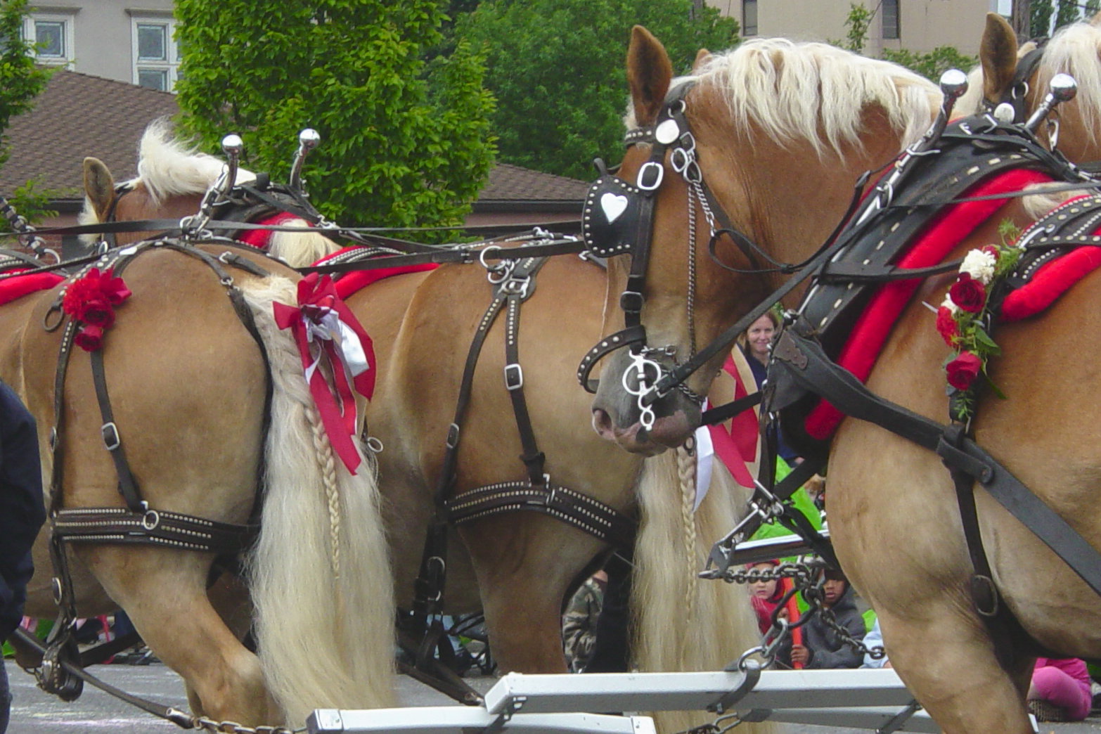 [horses+and+dragons+029.JPG]