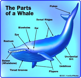 அதிசயத்தின் உச்சம் - திமிங்கிலம் (தகவல்கள்) Whale-parts+%2814%29