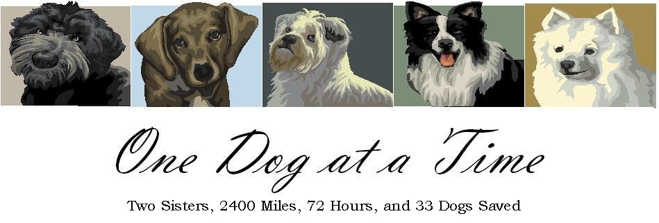 One Dog at a Time