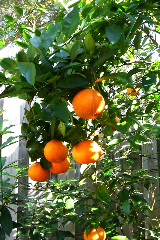 Ocala, Central Florida & Beyond Our backyard orange tree