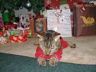 Moki Needs Your Help