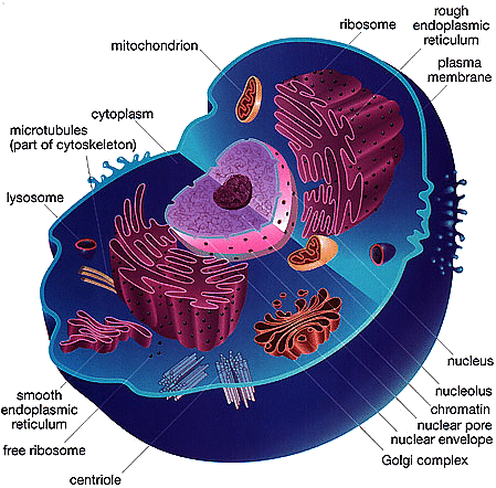 animal cell and plant cell differences. animal eukaryotic cell