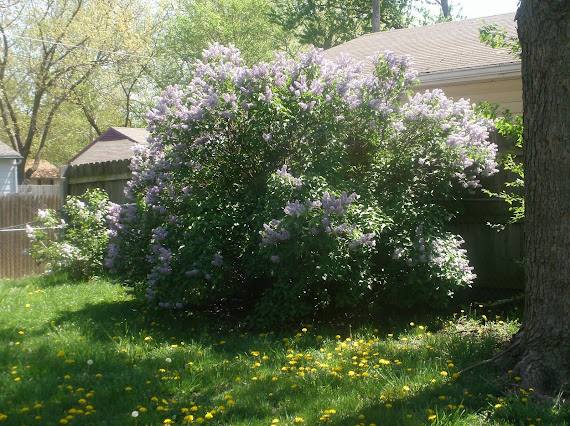 A Lilac bush in our backyard