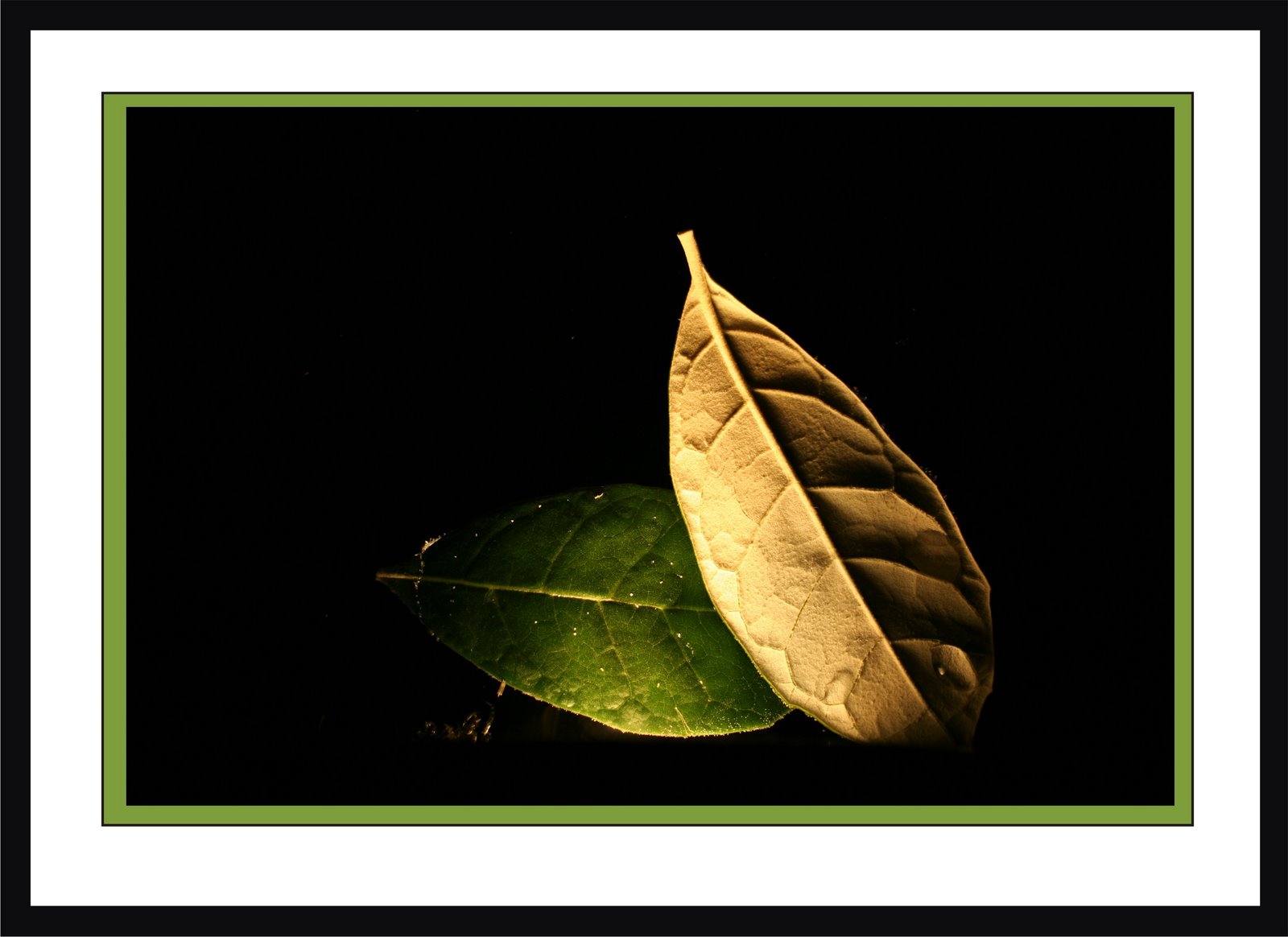 [Photography+-Leaves.JPG]