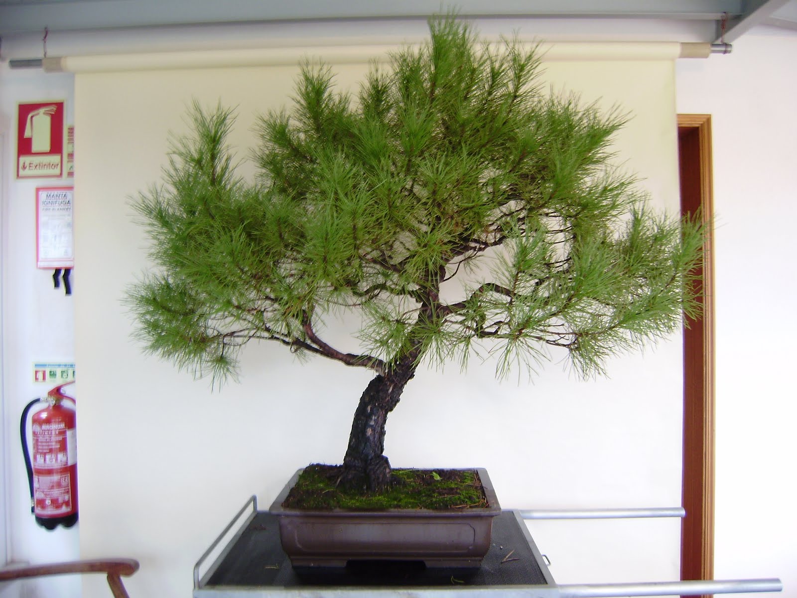 Pinus Pinea