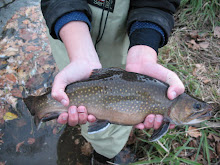 Brookies are Magnificent