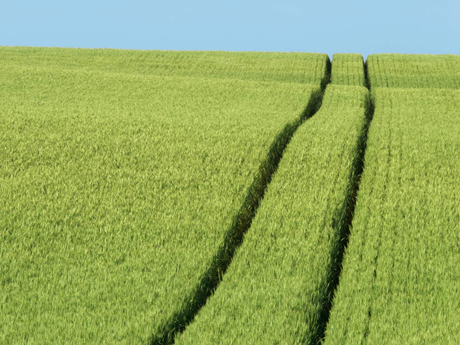 wheat-field-tracks.jpg