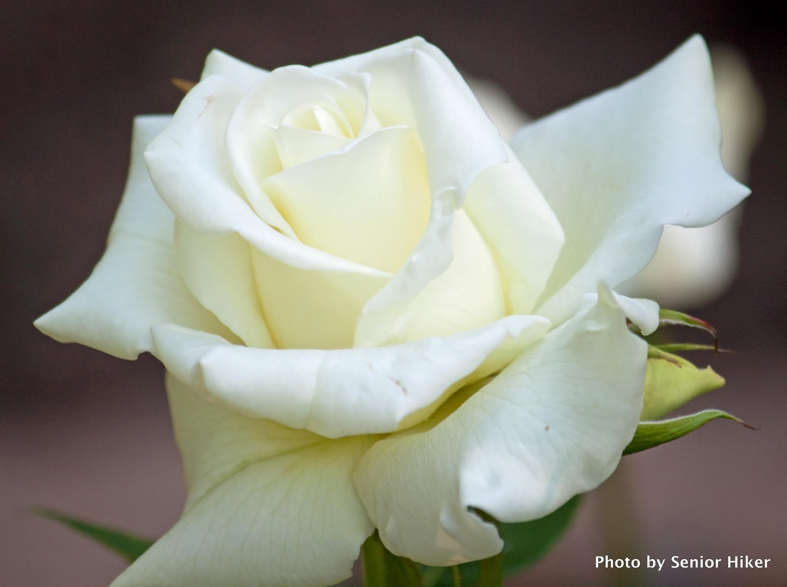 Photos by Senior Hiker: John F....