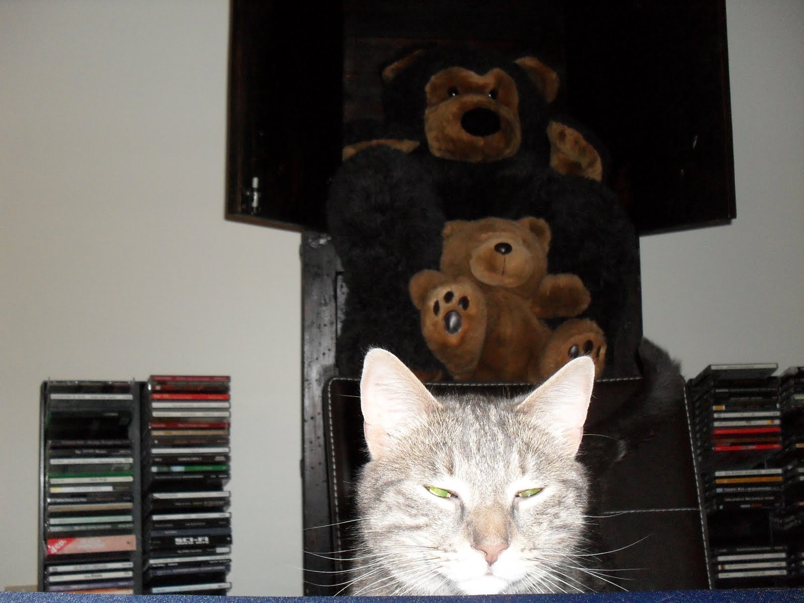 Peters Cat