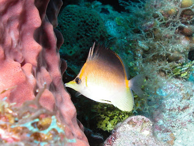 Longsnout Butterflyfish