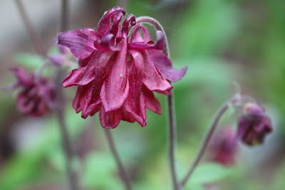 columbine