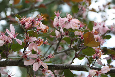 crabapples