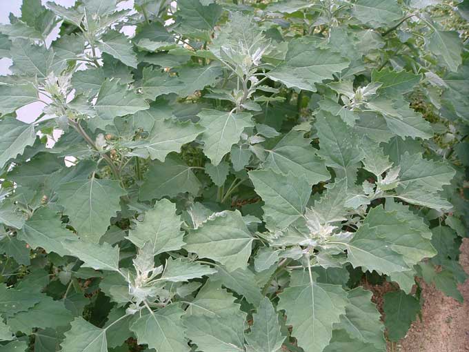 [Lambs-Quarter.jpg]