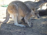 Kangaroo and Joey!