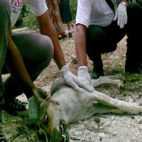 ABIANBASE VILLAGE: Rabies Diagnosis Dan Tatalaksana