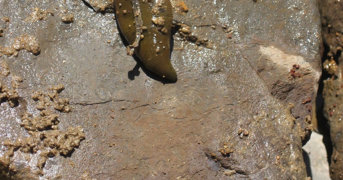 Life of a Homeschooling Mom Excuse Me, Does Your Leech Bite?