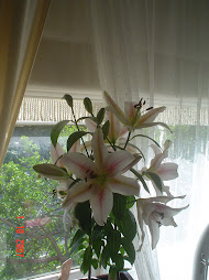 Oriental Lily in full bloom