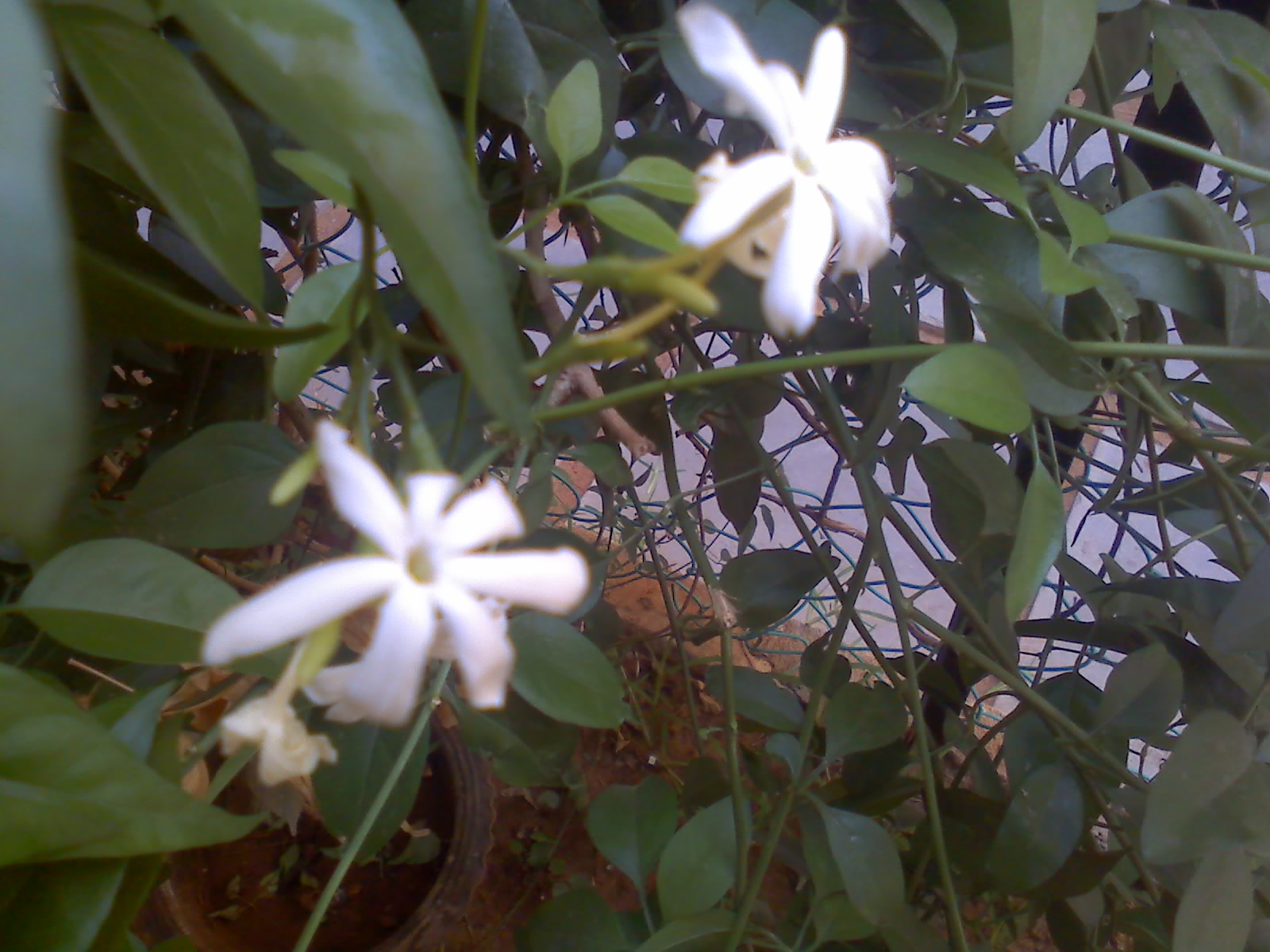 Mamma of Twins On Mallis and Jasmines