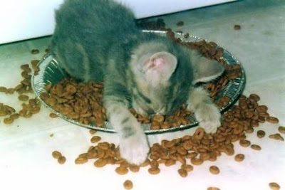 sleepkitty.jpg