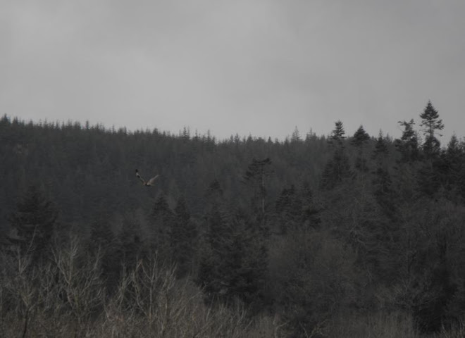 dating north wales: Playboy Coed Kat Kohls