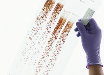 Dog Dna Profiling Uk Dog Dna Profiling Uk