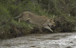 Kenya Camping Safaris