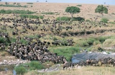 8 Days Tanzania wildlife migration safari package
