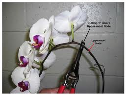 orchid pruning orchid pruning