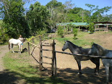 Barking Horse Farm