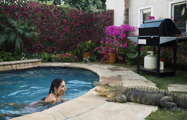cougar-gator!!.jpg