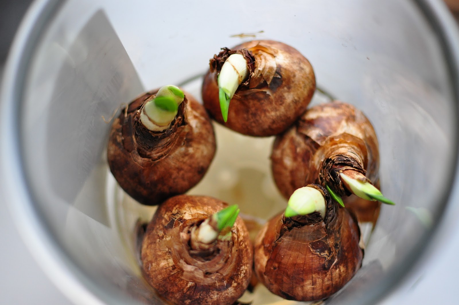 How to Force Bulbs in Water