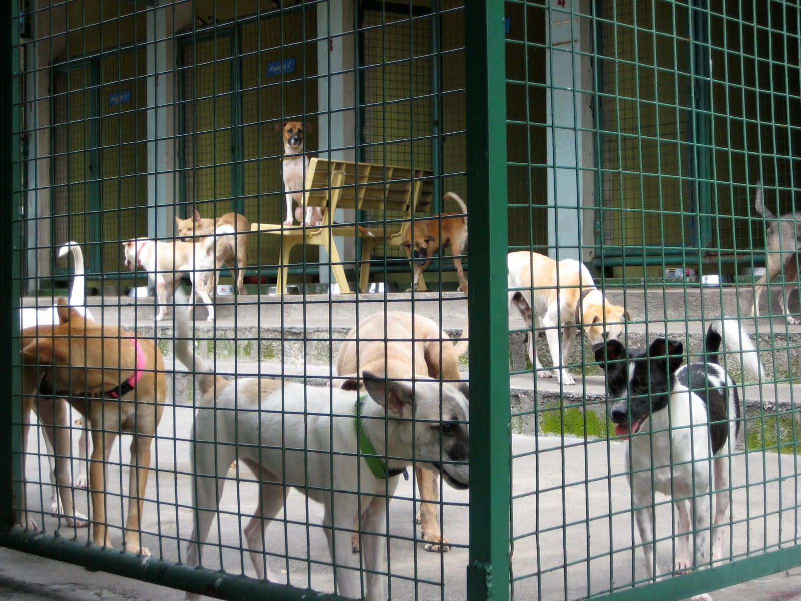 Ahnung Rescued Dog to Therapy Dog November 2009