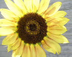 Sunflower pic