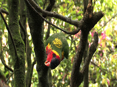 AVES DEL MUNDO... - Página 19 LORI+COLORES