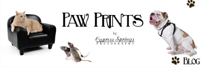Paw Prints by Cypress Springs Photography