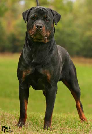 Images Rottweiler
