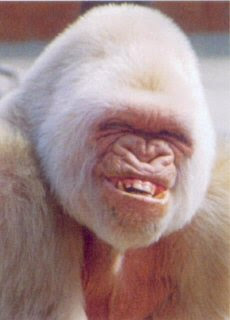 WhiteGorillaSmile.jpg